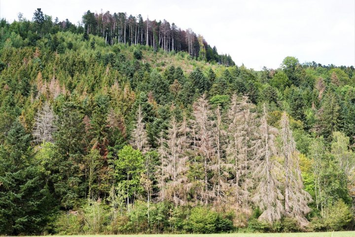 Planète (France) - Sécheresse: dans la forêt vosgienne, sapins et épicéas «n’arrêtent plus de mourir»