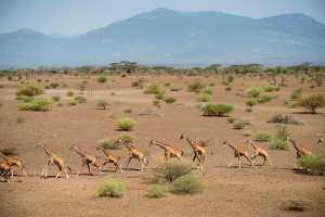 Planète - Afrique: Les girafes s'éteignent dans la plus grande indifférence