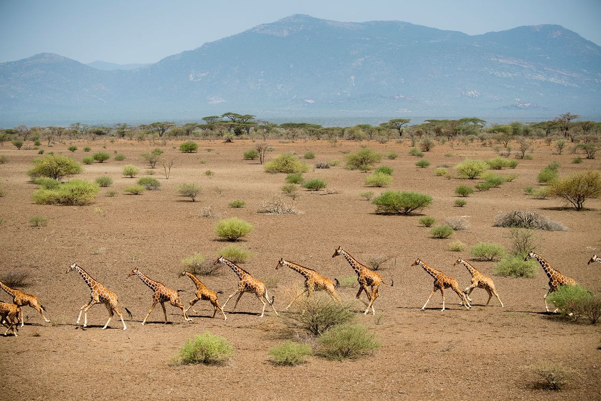 Planète - Afrique: Les girafes s'éteignent dans la plus grande indifférence