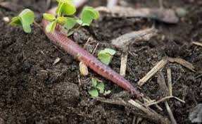 Pourquoi la disparition des vers de terre serait une catastrophe pour la planète