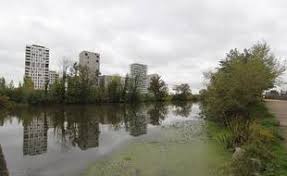 Planète (France) - Rennes: La Vilaine ne parvient pas à se défaire de l'égérie, plante très invasive