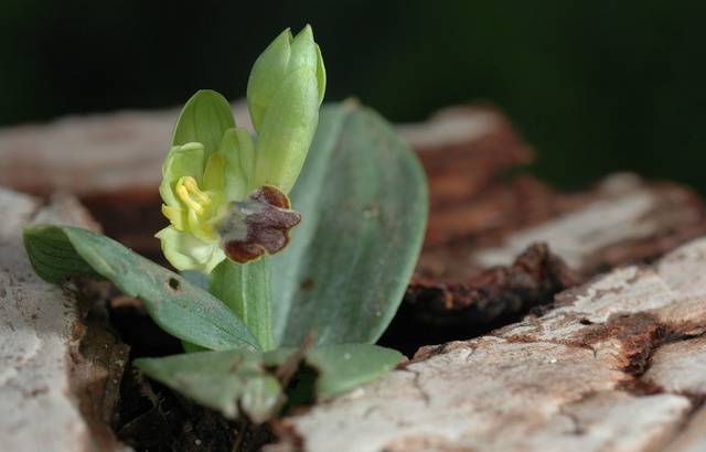 Planète - Vos plantes fleurissent en automne ? C'est la faute au dérèglement climatique