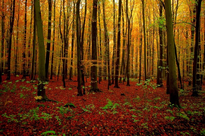 Planète - Les forêts solution à la crise climatique ? Un débat scientifique