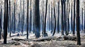Planète - Incendies en Australie: Les pompiers redoutent une aggravation de la situation