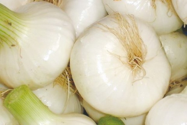 PLACÉE SOUS LE SLOGAN “BIENVENUE AU PAYS D’OULHAÇA”: Bientôt la fête de l’oignon à Aïn Témouchent