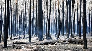Planète - Incendies en Australie: Les pompiers redoutent une aggravation de la situation