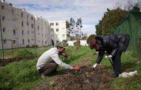 Planète (France) - Toulouse: Des légumes cultivés en pleine ville, au pied des logements sociaux