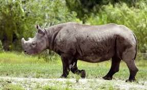 Planète (Afrique) - Malawi: Dix-sept rhinocéros noirs sud-africains déplacés pour réintroduire l’espèce