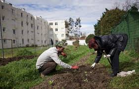 Planète (France) - Toulouse: Des légumes cultivés en pleine ville, au pied des logements sociaux
