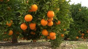 Chlef - L'orange menacée «Les feuilles jaunissent et le fruit tombe avant maturité entraînant la mort de l'arbre»