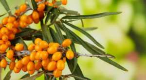 Oran - Le fruit de l’argousier revient en force sur les étals