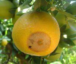 Béjaïa - Vallée de la Soummam: Les agrumes infestés par la cératite