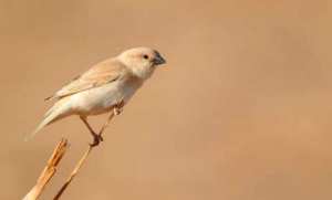Ouargla - Le moineau blanc observé pour la première fois à Touggourt