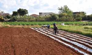 Culture de champignon à Tizi-Ouzou: une filière en quête d’accompagnement