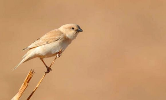 Ouargla - Le moineau blanc observé pour la première fois à Touggourt