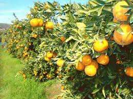 Chlef - Grosses pertes en agrumes à cause des aléas climatiques
