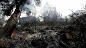 Planète - Le Liban pleure ses forêts réduites en cendres par les incendies