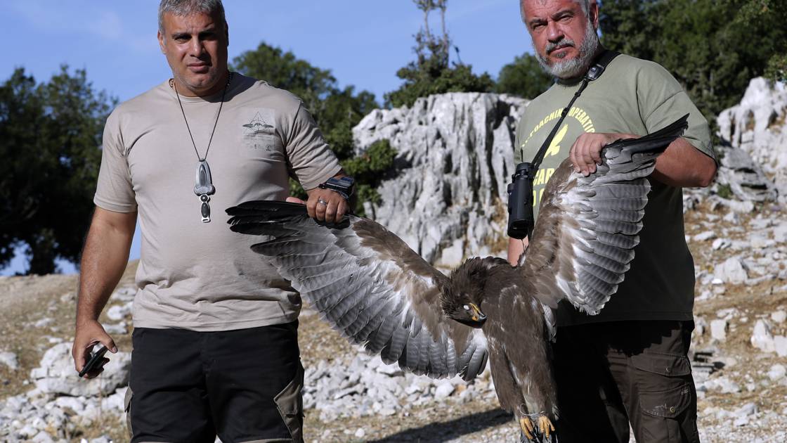 Planète - Liban: des ONG réclament une protection pour des oiseaux migrateurs menacés