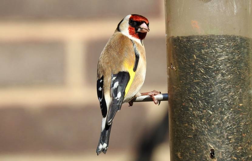 Planète (France) - Les trafiquants de drogue vendent aussi des oiseaux, «c'est plus rentable que le cannabis»