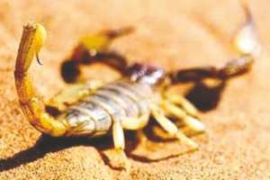 2 DÉCÈS DÉNOMBRÉS DEPUIS JANVIER À GHARDAÏA : 1.970 victimes de piqûres de scorpion recensés