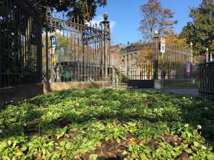 Planète (Suisse) - La Ville de Genève atteint l’objectif zéro pesticide