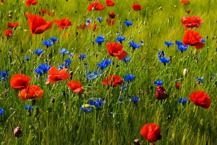 Planète (Europe) - Les ONG cherchent un million de signatures pour interdire les pesticides