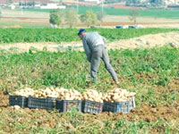 Pomme de terre                                    Il n'y aura pas d'importation