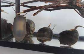 Planète (France) - Var: Un escargot originaire d’Amérique du Sud menace la biodiversité