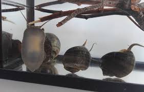Planète (France) - Var: Un escargot originaire d’Amérique du Sud menace la biodiversité