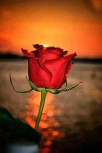 كلمات عن الحب