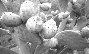 Aïn Defla - Exportation en 2020 de l’huile de figue de Barbarie vers le Mali