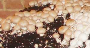 CULTURE DU CHAMPIGNON À DJELFA: Une filière à encourager