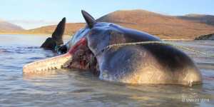 Planète (Ecosse) - Un cachalot s’échoue avec 100 kg de déchets en plastique dans l’estomac