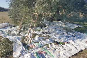 CAMPAGNE OLÉICOLE À BOUIRA : Une production de plus de 7 millions de litres attendue