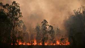 Planète - En Australie, les incendies, hors de contrôle, continuent de ravager le pays