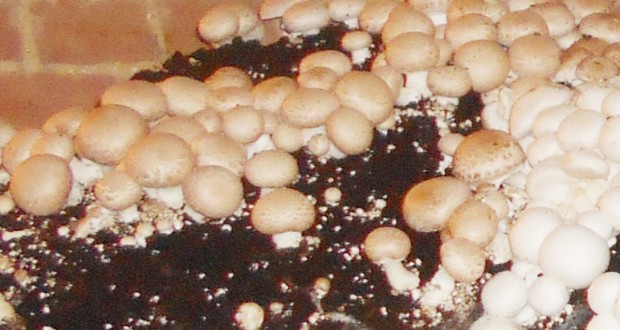 CULTURE DU CHAMPIGNON À DJELFA: Une filière à encourager