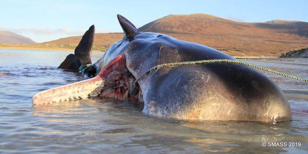 Planète (Ecosse) - Un cachalot s’échoue avec 100 kg de déchets en plastique dans l’estomac