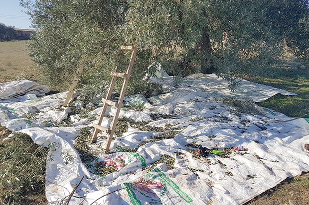 CAMPAGNE OLÉICOLE À BOUIRA : Une production de plus de 7 millions de litres attendue