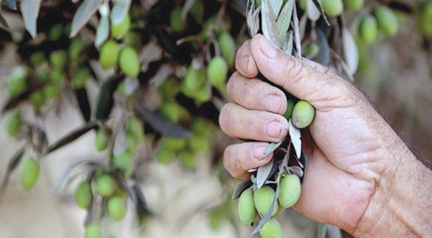 LA MOUCHE DE L’OLIVE CAUSE DES DÉGÂTS AUX RÉCOLTES: La filière oléicole en difficulté à Jijel
