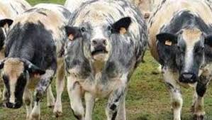 NAÂMA - 4 vaches atteintes de la brucellose abattues