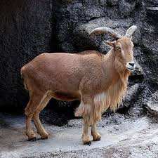 BECHAR - Arrestation de 4 braconniers à Beni Ounif