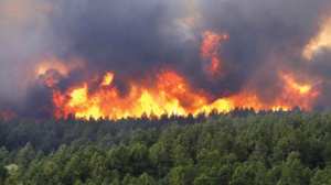 INCENDIES DE FORÊT À TISSEMSILT: Hausse sensible des surfaces endommagées