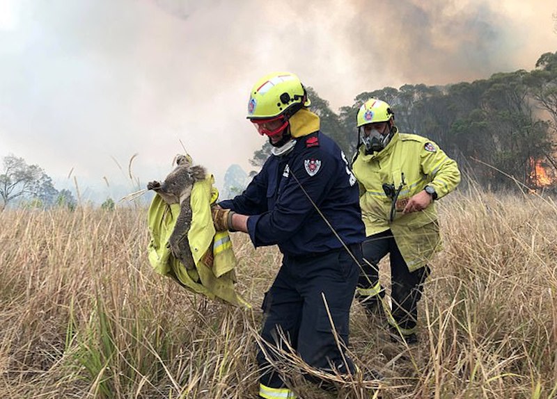 Planète - Australie: la population des koalas pourrait ne jamais se rétablir des ravages des feux de forêts