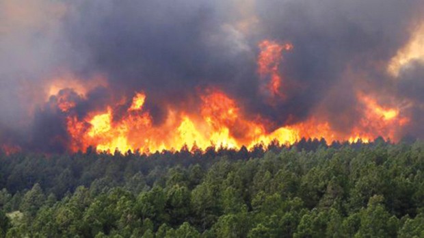 INCENDIES DE FORÊT À TISSEMSILT: Hausse sensible des surfaces endommagées
