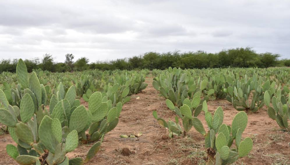 Planète (Afrique) - Madagascar: Le cactus, un rempart contre les effets du changement climatique