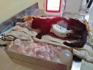 طبيب بيطري يقوم بمساعدة قطة متشردة