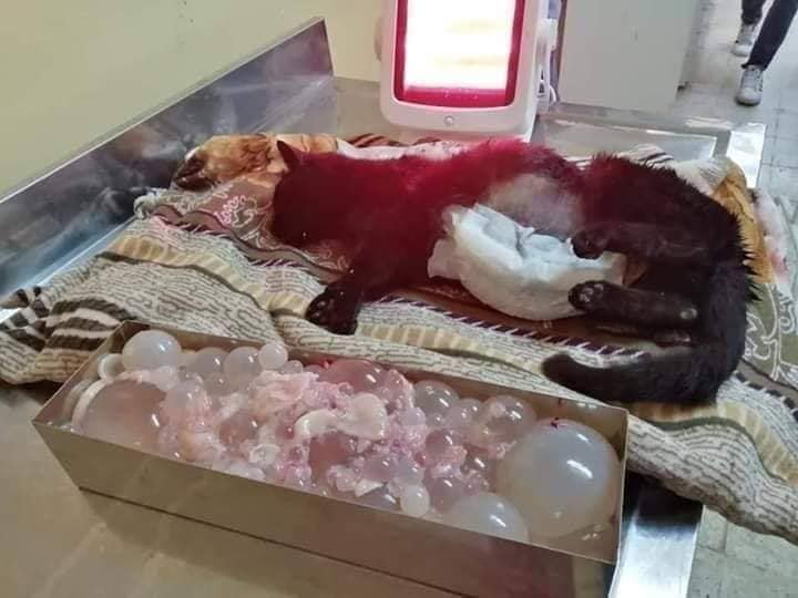 طبيب بيطري يقوم بمساعدة قطة متشردة