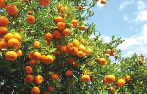 PRODUCTION DES AGRUMES À MOSTAGANEM: Un rendement de 250 quintaux à l’hectare