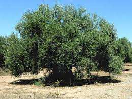 Tlemcen - Des spécialistes alertent sur le «massacre» de l'olivier