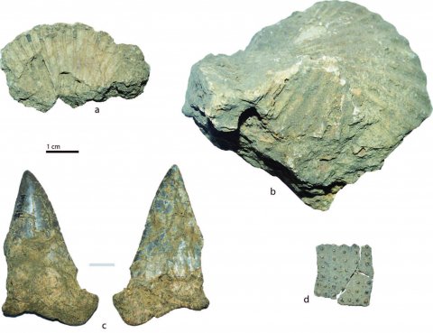 Données préliminaires sur l’exploitation de la malacofaune marine par les groupes ibéromaurusiens de l’abri Alain (Oran, Algérie)